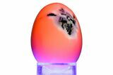 Polished Banded Pink Mangano Calcite Egg - Fluorescent! #356240-1